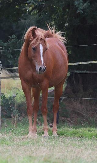 STRAIGHT EGYPTIAN ARABIANS