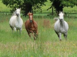 THE IDEAL ARABIAN MARE AT SIARD STUD