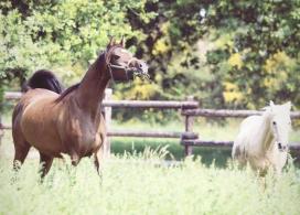 AALYA DU SIARD (DOMINIC M / INFINITY BY WH JUSTICE