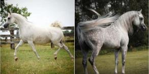 INFINITY IN FOAL FOR 2024 BY AL WAHAB AA
