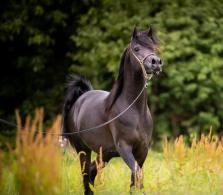 SULTAN AA at Livhest Arabians