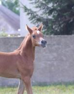 The lovely KHORA DU SIARD by AJ YAS * AMIRA ARABLOUT of ROYAL COLOURS