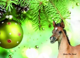 Meet our new foals and future stallions at SIARD ARABIANS.