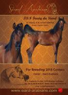 IBN FAAIQ DU SIARD, ( ZT FAAIQ,* AL SHAH SAMIRA), Stallion STRAIGHT EGYPTIAN ARABIANS
