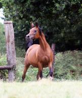 New pictures of MAGIC FARESSA and CF JADORE Straight Egyptian arabians