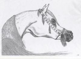 FIND YOUR DREAM HORSE AT SIARD ARABIANS