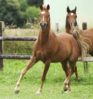 OUR ARABIANS SALES LIST HAS BEEN UPDATES