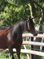 The arabian stallion : CFL HAJAR , EXCEPTIONAL EGYPTIAN BLOOD,  for 2015 breeding  season...