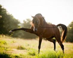 CFL HAJAR stallion Straight Egyptian Arabians