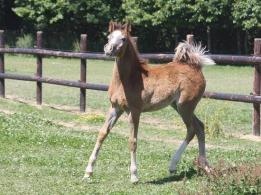 a filly Straight Egyptian is born at SIARD ARABIANS