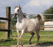 site de rencontres pour amoureux des chevaux