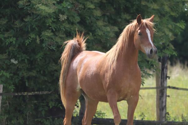 STRAIGHT EGYPTIAN ARABIANS