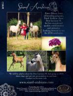SIARD ARABIANS choisit DON LUCIANO SL pour ses juments.