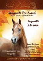 A vendre, HAMADI 3 ans, 