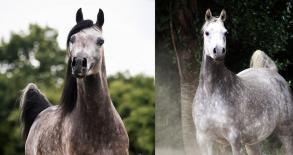 Naissances pour 2016 à Siard Arabians
