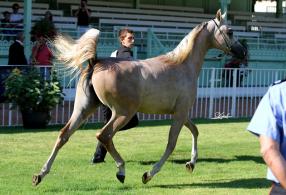 DESERT ROSE DU SIARD de SHAEL DREAM DESERT et GOLKONDA de LOTHAR EL NYHL, un pedigree rare....