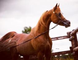 MAS BILAL STRAIGHT EGYPTIAN BLUE LIST PEDIGREE