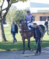 POULAIN DE DJALLIL DU SIARD à l'ENTRAINEMENT DE COURSES DE PLAT