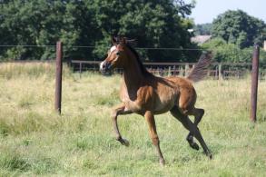 IMPERIA DU SIARD l'élégance et la beauté du cheval du désert