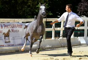 INFINITY de WH JUSTICE en concours à Vichy International Arabian Horse Show B