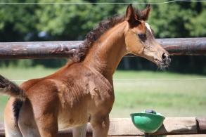 Un fantastique poulain pur égyptien est né à SIARD ARABIANS, un pedigree extraordinaire