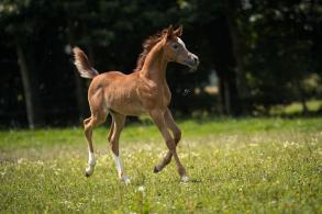 SIARD ARABIANS