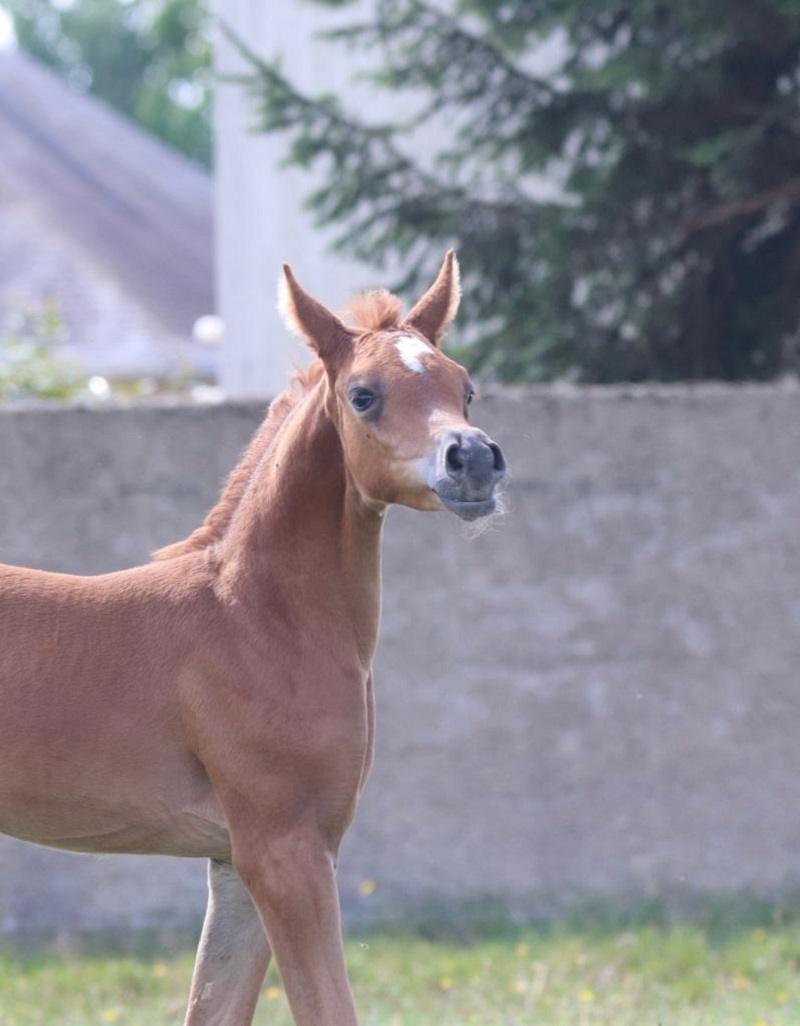 The lovely KHORA DU SIARD by AJ YAS * AMIRA ARABLOUT of ROYAL COLOURS