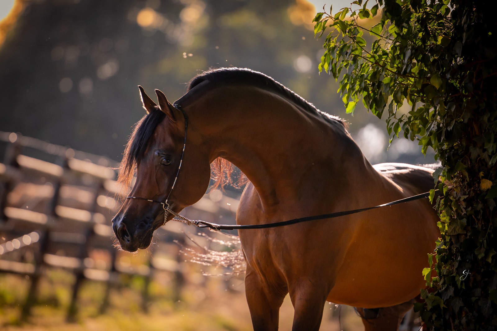 ETALON PUR SANG ARABE