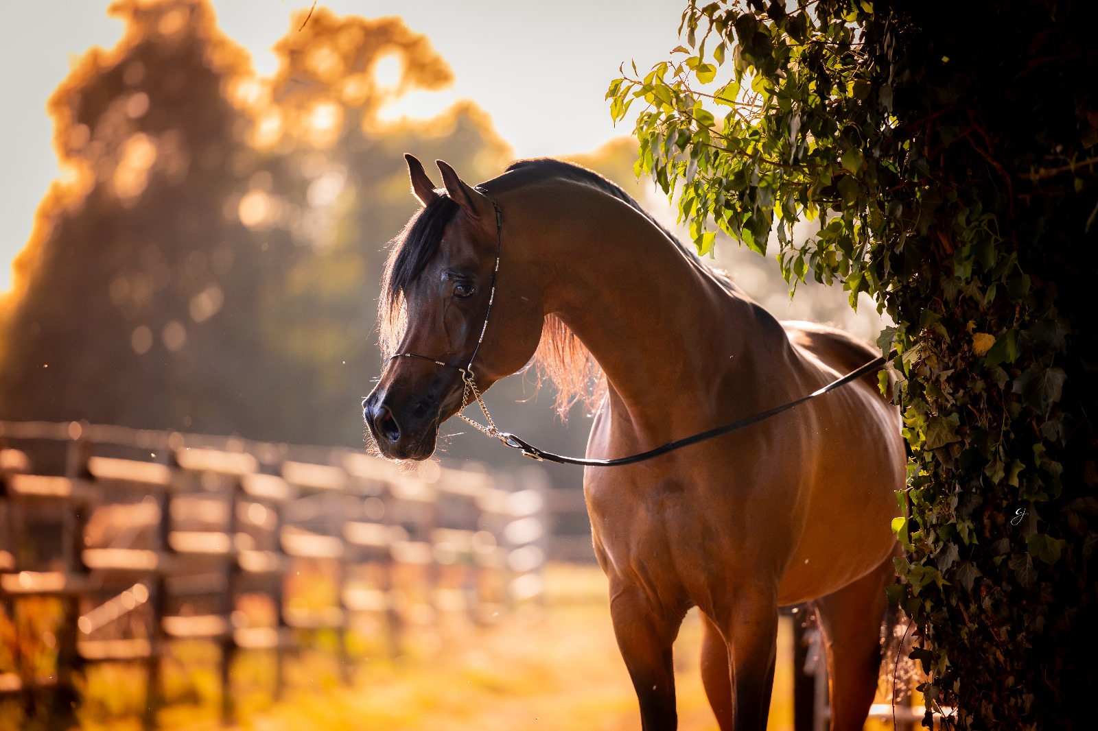 ETALON PUR SANG ARABE SAILLIE