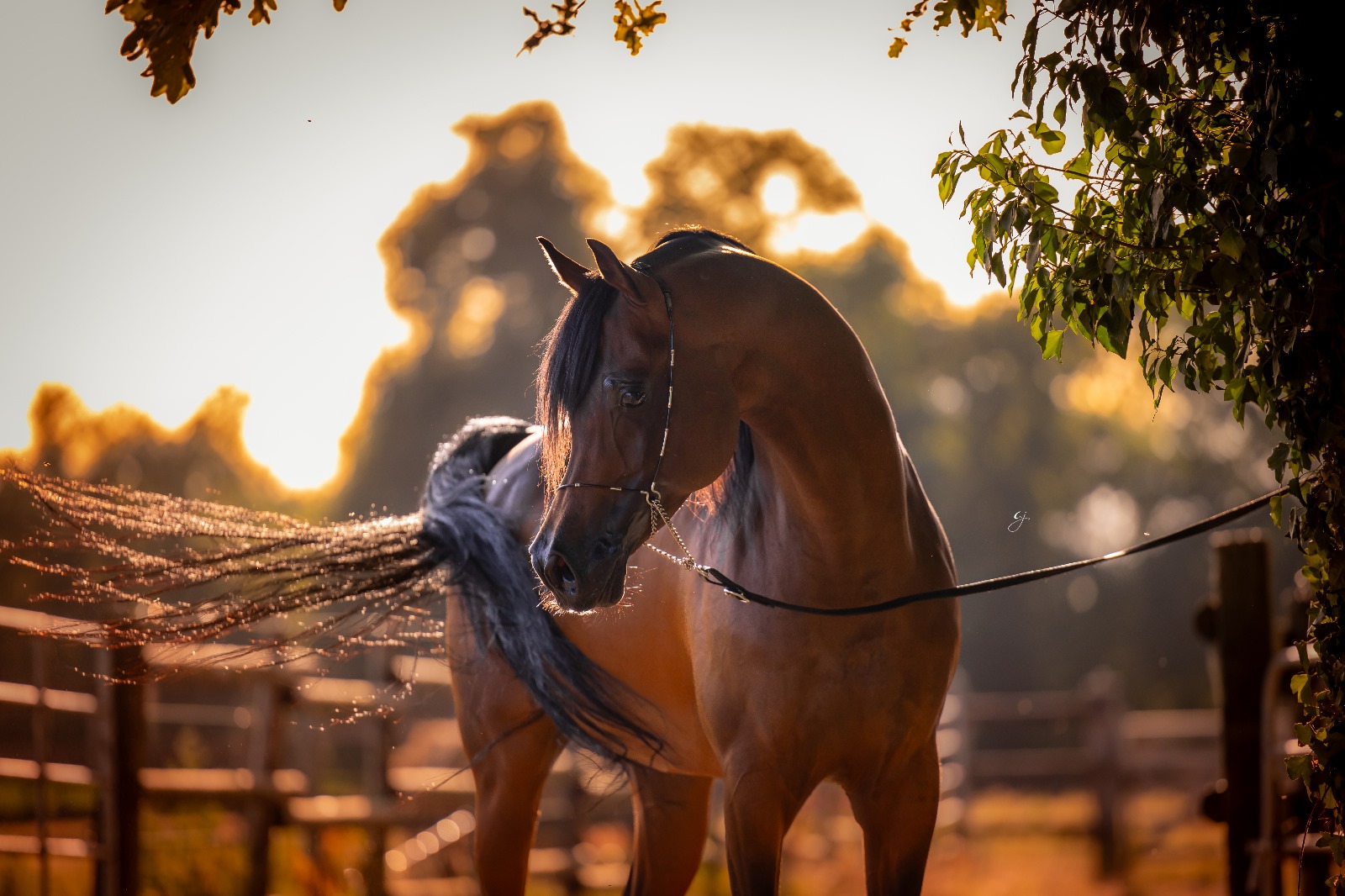 ETALON PUR SANG ARABE SAILLIE