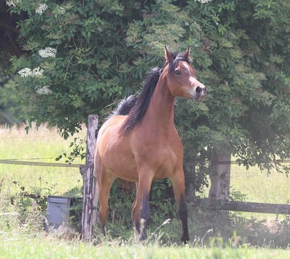 STRAIGHT EGYPTIAN ARABIANS