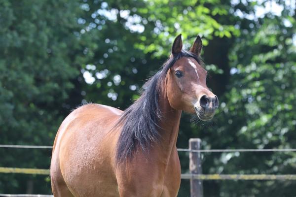 STRAIGHT EGYPTIAN ARABIANS