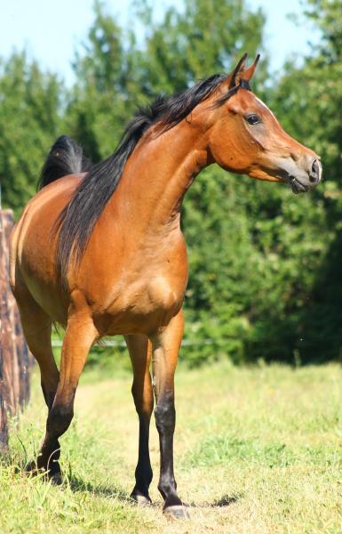 STRAIGHT EGYPTIAN ARABIANS