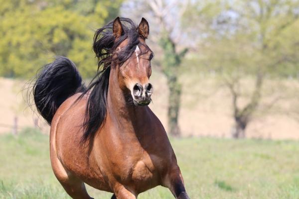 PURE EGYPTIENNE SIARD ARABIANS