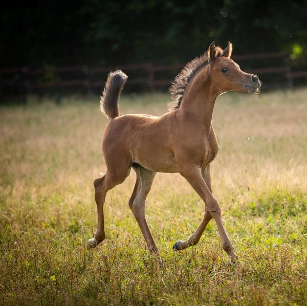 POULAIN DE IMPERIA N en 2019