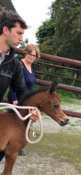 ASHRAF poulain de IMPERIA DUSIARD 2019