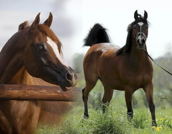 2017 MAS BILAL et IMPERIA DU SIARD