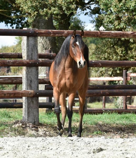 imperia pur sang arabe, arabians