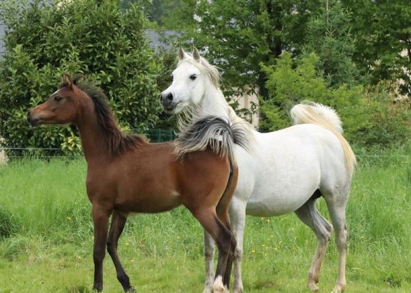 INFINITY ET AALYA DU SIARD 2020 DOMINIC M