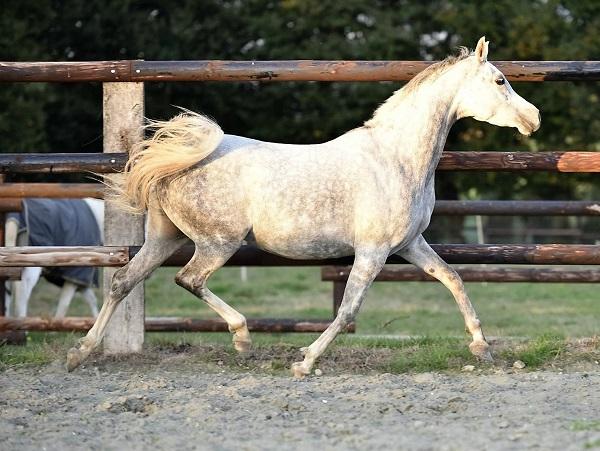 pur sang arabe, arabians