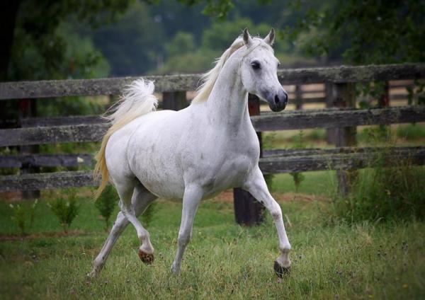 FILLY OF WH JUSTICE ARABIANS