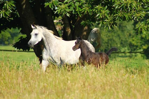 INFINITY ET MALIK AL SIARD PUR-SANG-ARABE NOIR