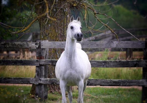 INFINITY PSA ARABIANS