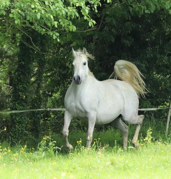 INFINITY OF WH JUSTICE ARABIANS