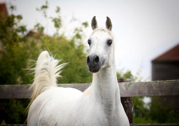 INFINITY ARABIANS WH JUSTICE