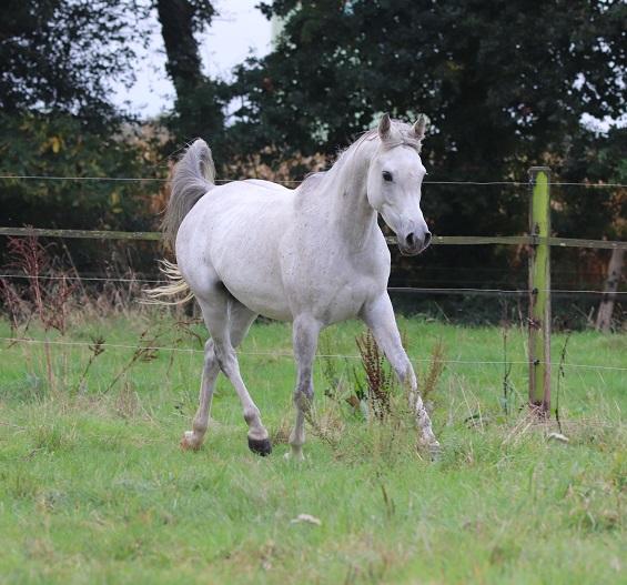 STRAIGHT EGYPTIAN ARABIANS