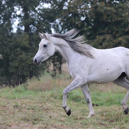 STRAIGHT EGYPTIAN ARABIANS