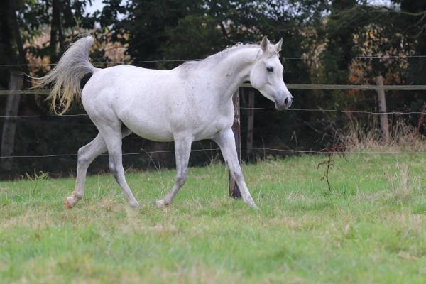 STRAIGHT EGYPTIAN ARABIANS