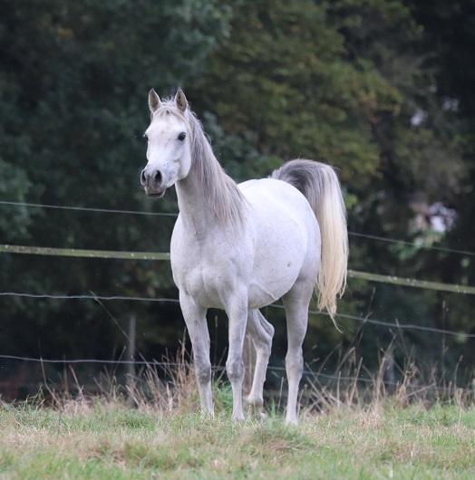 STRAIGHT EGYPTIAN ARABIANS