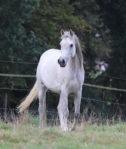 STRAIGHT EGYPTIAN ARABIANS